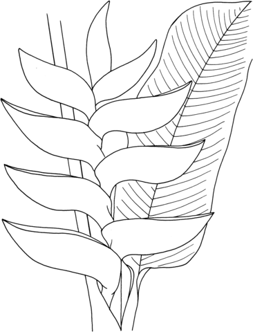 Heliconia Flower Coloring Page